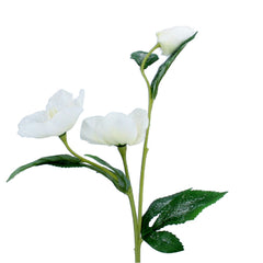 White Christmas Rose Stem